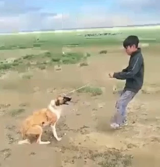 Избивал собаку с ножом в руках: делом актюбинского подростка занялась полиция