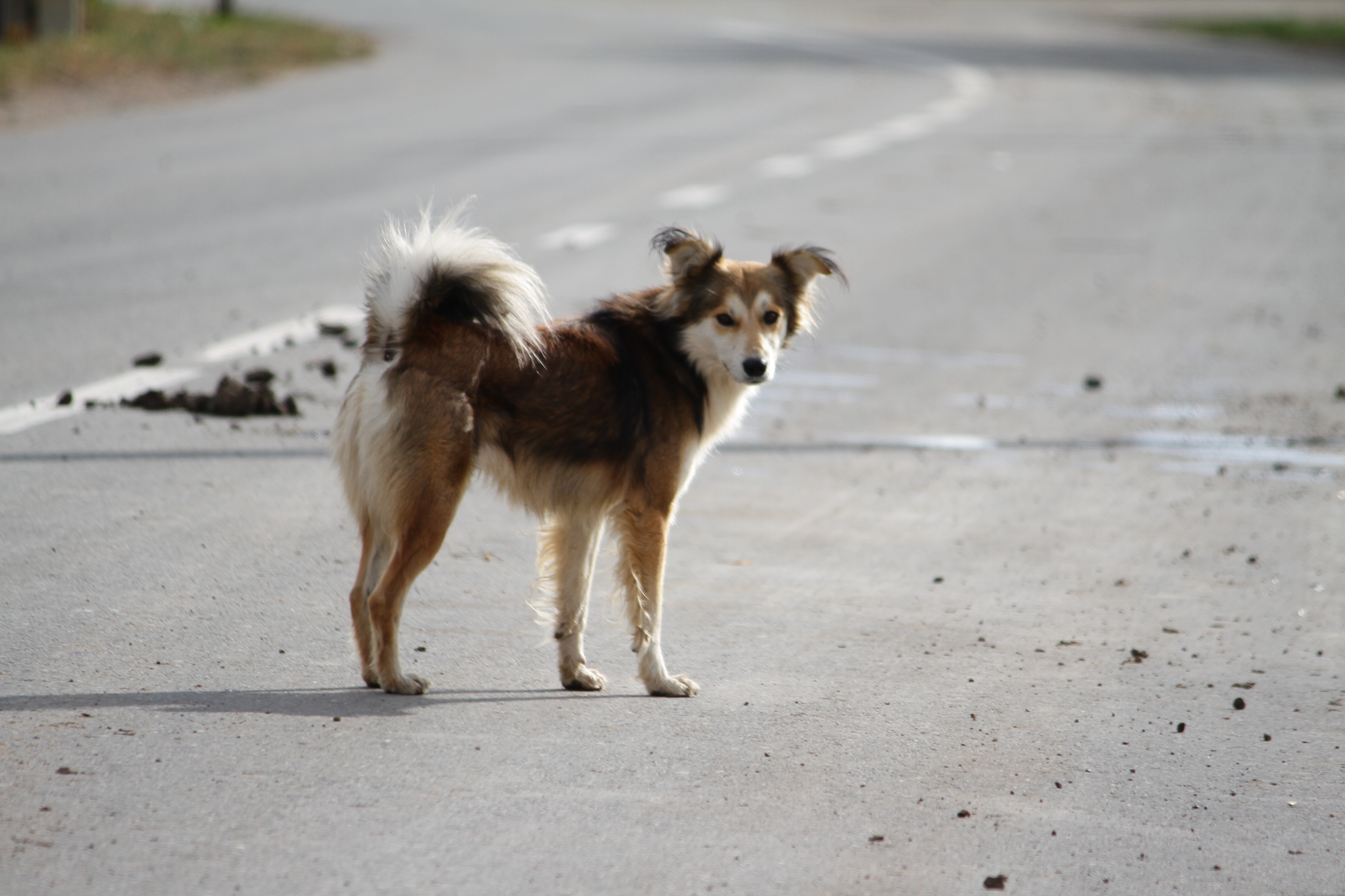 На 865 тысяч тенге оштрафовали жителей ЗКО за нарушение правил выгула собак