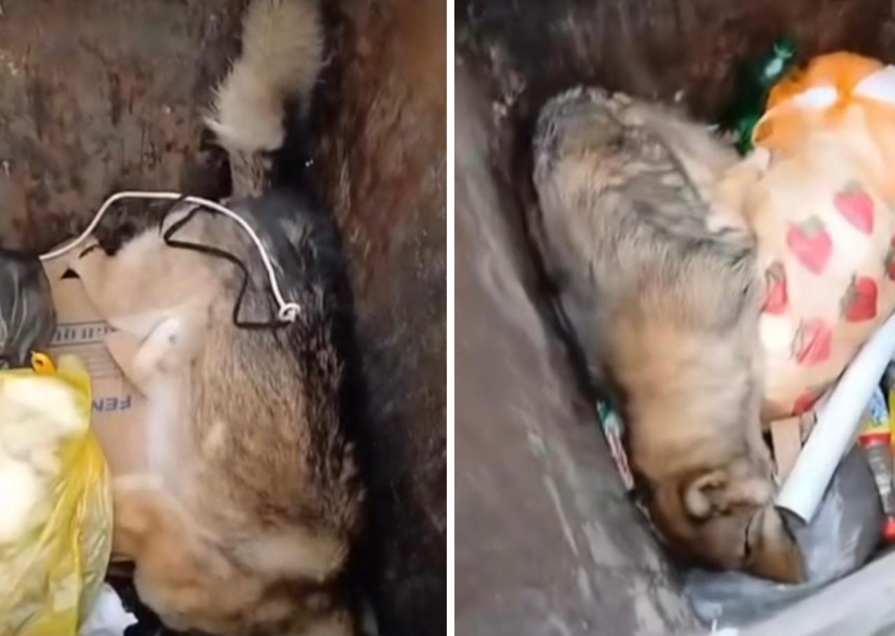 Застреленных собак выбросили в мусорные баки в Уральске