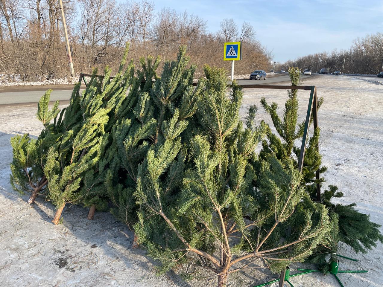 Живые сосны и ели стали продавать в Уральске к Новому году