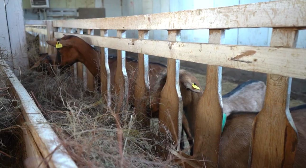 Альпийских коз выращивает житель  Атырауской области