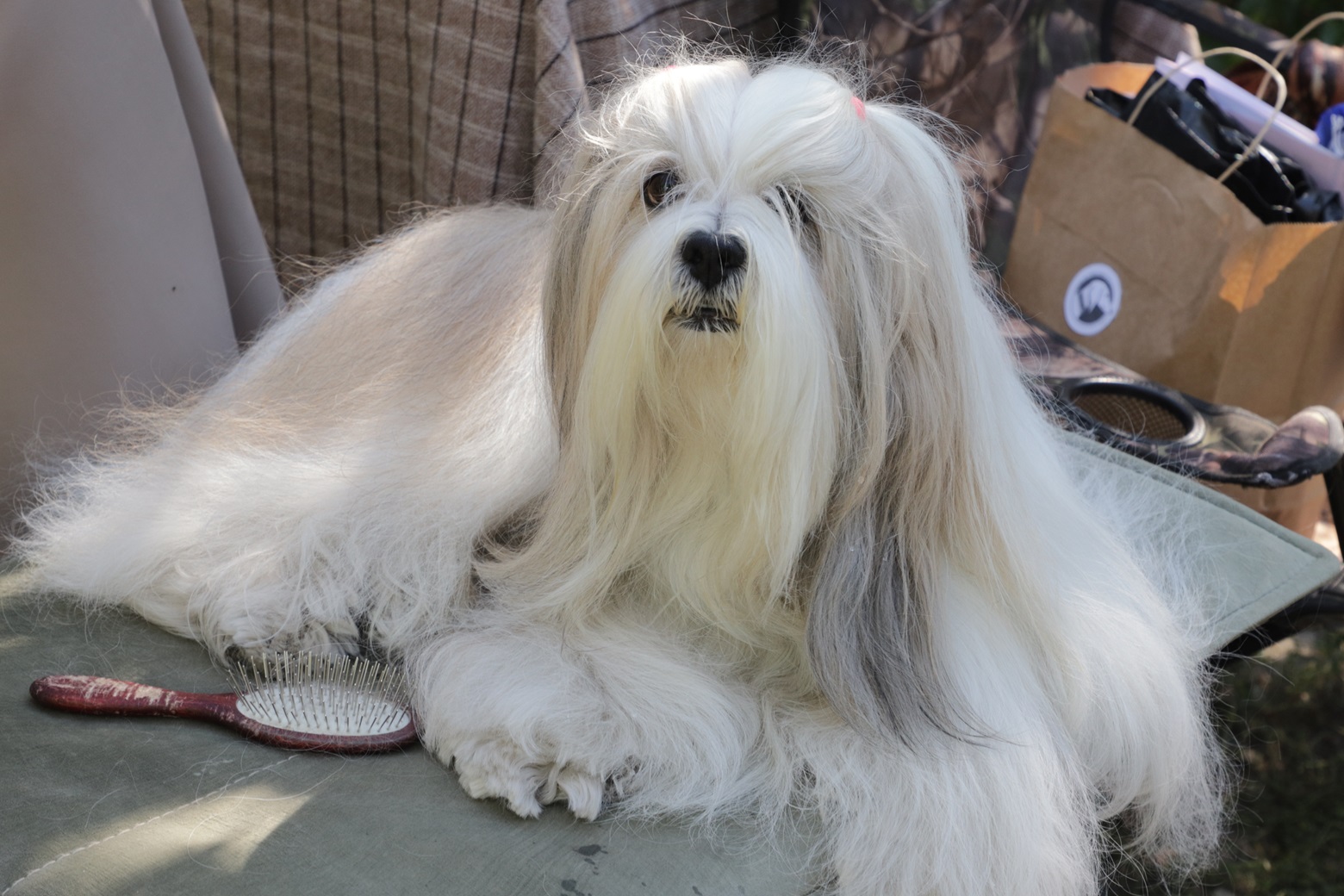 149 собак приняли участие в выставке в Уральске