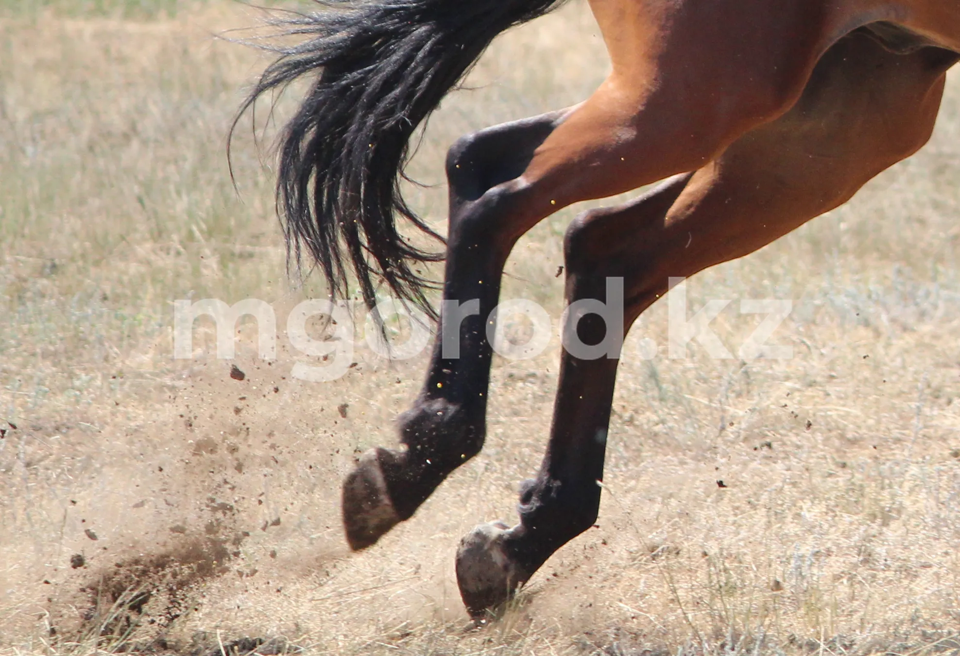 Лошадь пнула ребенка в голову на Площади первого президента в Уральске