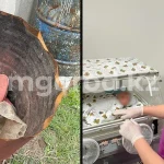 Младенца нашли в мусорном баке в Уральске: мать ограничили в родительских правах