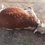 Жителям пяти районов ЗКО выплатили компенсацию за погибший во время паводка скот