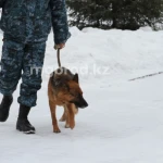 За год в ЗКО пропали 49 человек