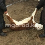 Более четырех тысяч голов КРС сдано на убой из-за бруцеллеза в ЗКО