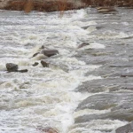 На водохранилищах ЗКО начали сброс воды