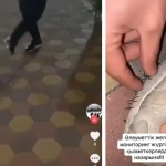 Жители Актобе сыграли в футбол с живым ежом