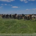 Пропавших в России лошадей нашли в Актюбинской области