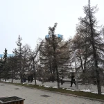 Город становится зеленее: в Алматы высадят 6-метровые саженцы
