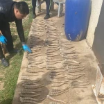 266 рогов сайги нашли у сельчанина в ЗКО