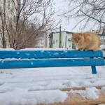 Какая погода ожидает уральцев 25 января
