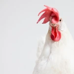 Сексолог назвал опасные для «мужской силы» продукты
