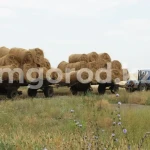 Не выгодно содержать скот: сельчане ЗКО жалуются на высокие цены на сено