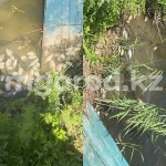 В двух водоемах ЗКО обнаружили мертвую рыбу