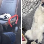 В Уральске ищут кота, который катается на автобусе