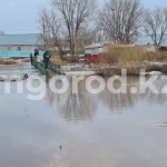 57,2 млн тенге выплатили владельцам погибшего скота в Бурлинском районе