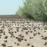 267,7 млн тенге выделили на борьбу с саранчой в ЗКО