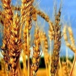 Қазақстанда жаңа астықтың 7,5 млн тоннасы экспорталды