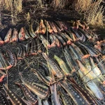 К тюремному сроку приговорили жителя Атырау за 20 кг осётра