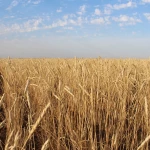 Қазақстанда астық саласында қолдауға 40 млрд теңге бөлінді