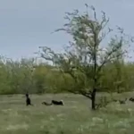 Нападение бродячих собак на ребенка сняли на видео в Уральске