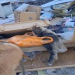 В Уральске продолжают убивать бродячих собак