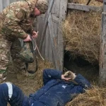Жителя ЗКО придавило рулоном сена весом в 300 килограмм
