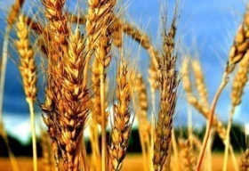 Қазақстанда жаңа астықтың 7,5 млн тоннасы экспорталды