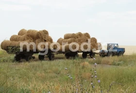 Не выгодно содержать скот: сельчане ЗКО жалуются на высокие цены на сено