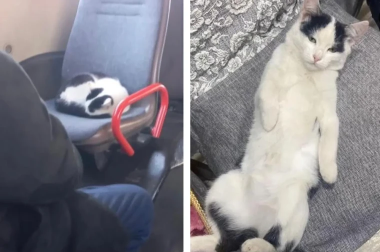 В Уральске ищут кота, который катается на автобусе | Мой Город В Уральске ищут кота, который катается на автобусе