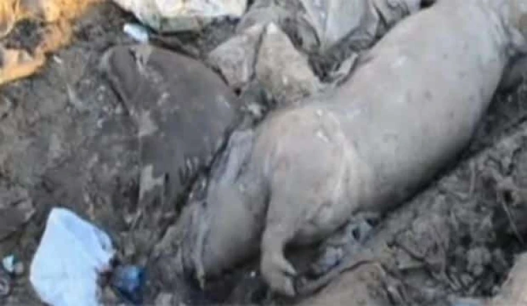 Огромное дерево упало на иномарку в Уральске