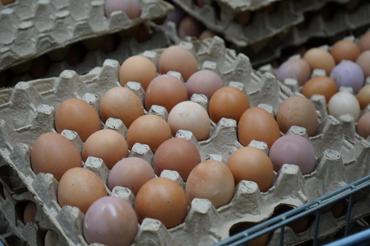 Запрет на ввоз яиц: ЗКО будет получать продукт из других областей | Мой Город Запрет на ввоз яиц: ЗКО будет получать их из других областей